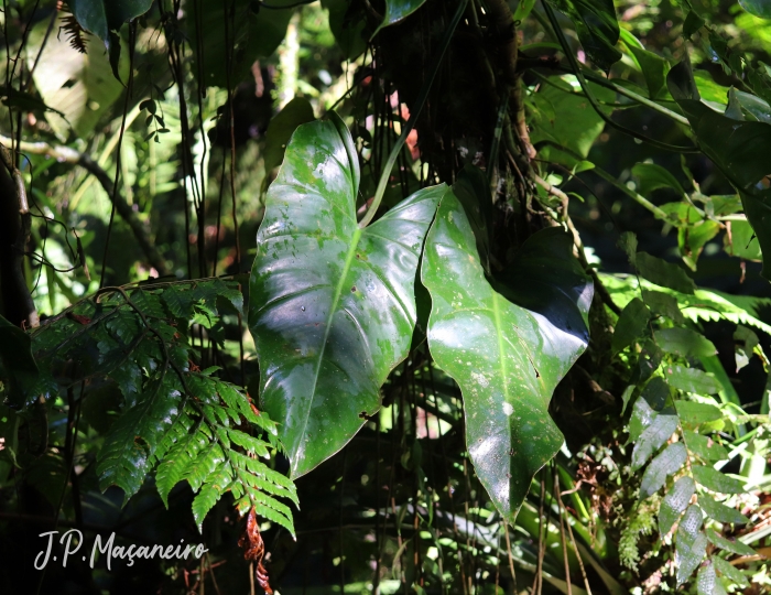 Philodendron appendiculatum