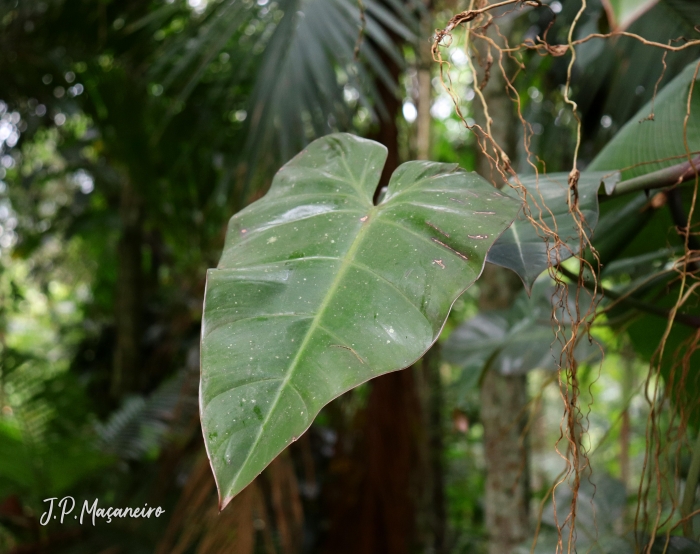 Philodendron appendiculatum