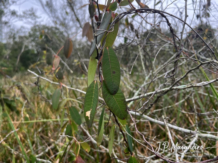 Rhabdadenia madida