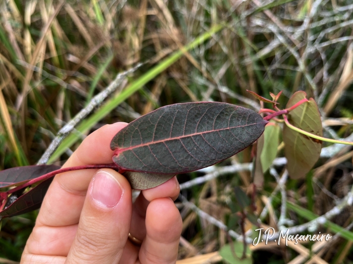 Rhabdadenia madida