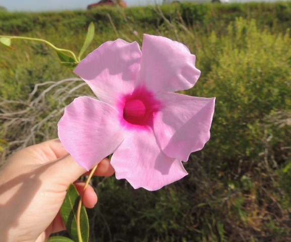 Rhabdadenia madida