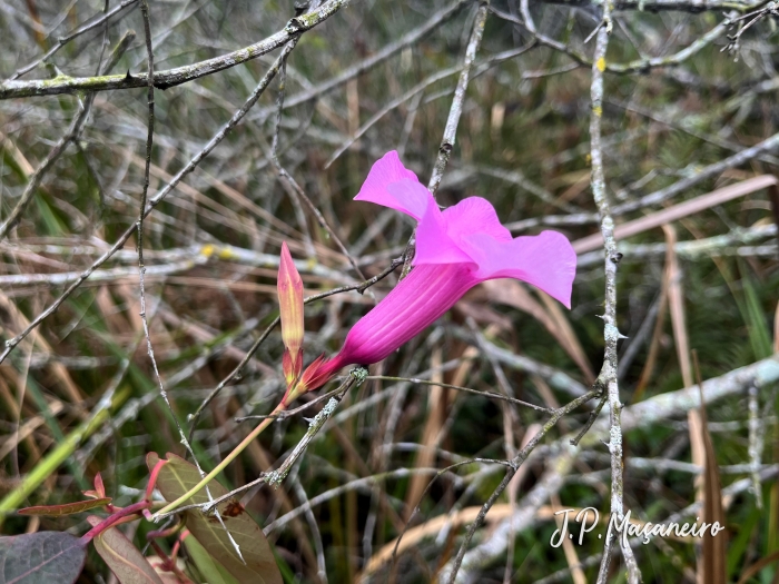 Rhabdadenia madida
