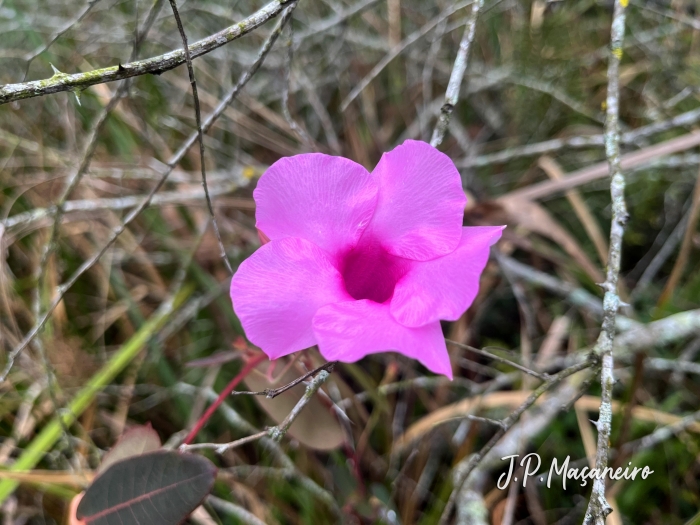 Rhabdadenia madida