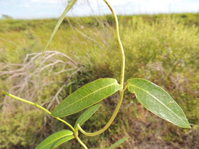 Rhabdadenia madida