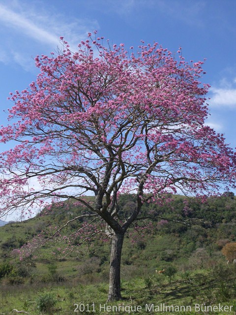 Handroanthus heptaphyllus