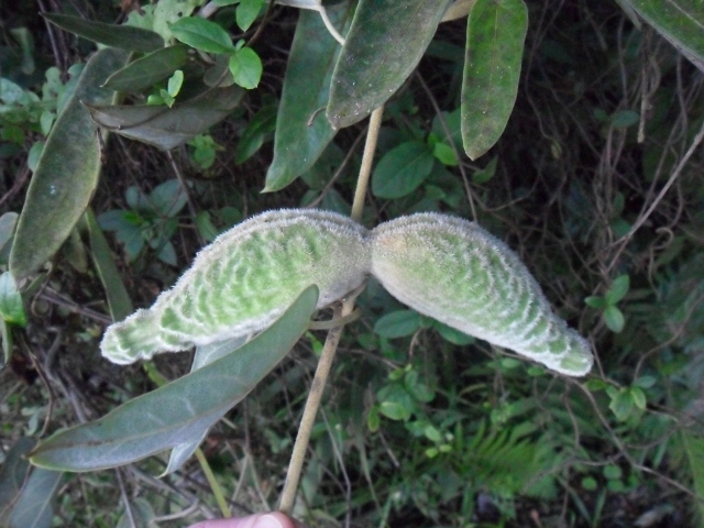 Oxypetalum pannosum