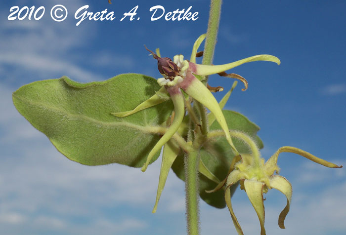 Oxypetalum pannosum