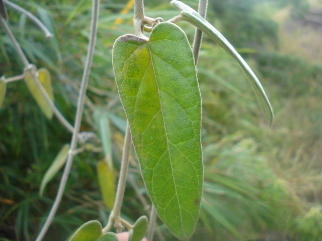 Oxypetalum pannosum