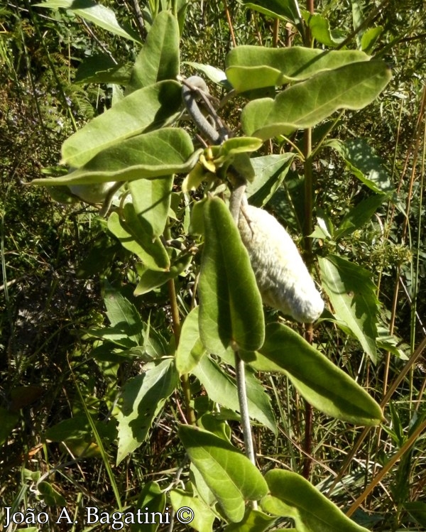 Oxypetalum pannosum