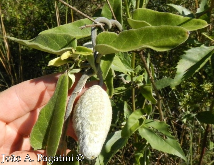 Oxypetalum pannosum