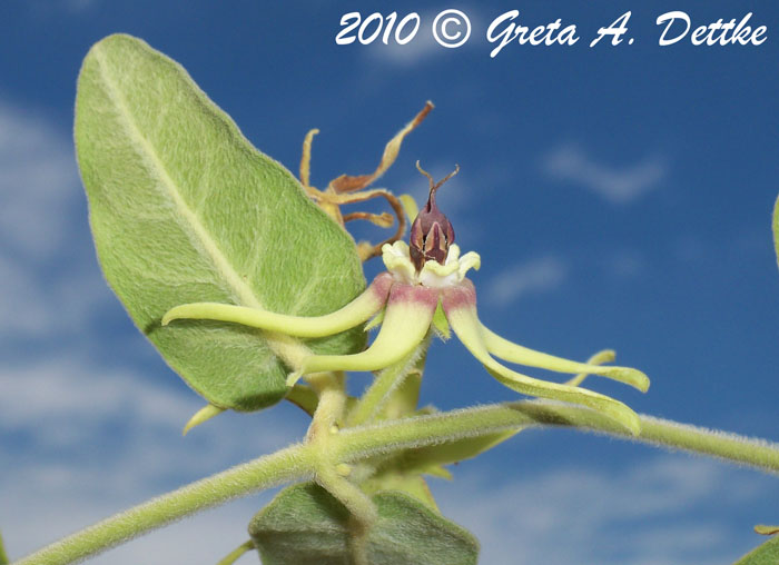 Oxypetalum pannosum