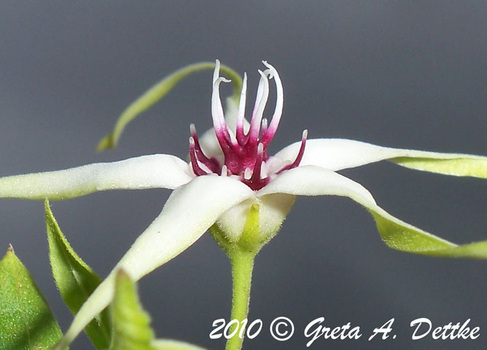 Oxypetalum mosenii