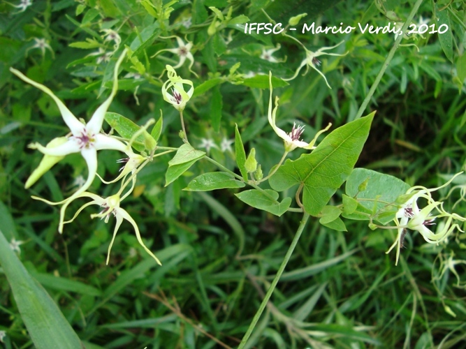 Oxypetalum mosenii