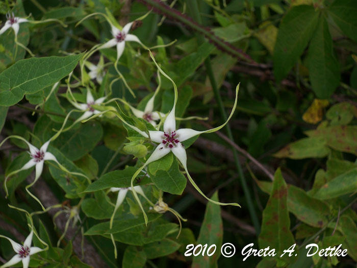 Oxypetalum mosenii