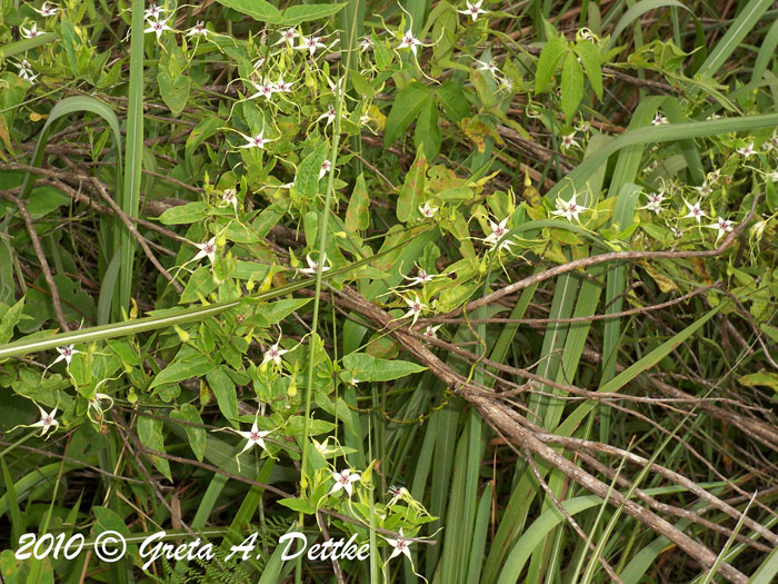 Oxypetalum mosenii