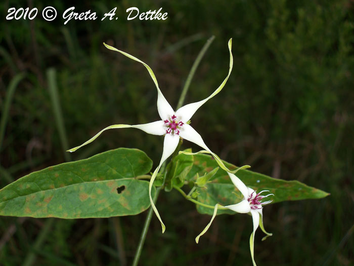 Oxypetalum mosenii