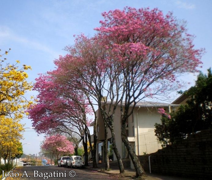 Handroanthus heptaphyllus