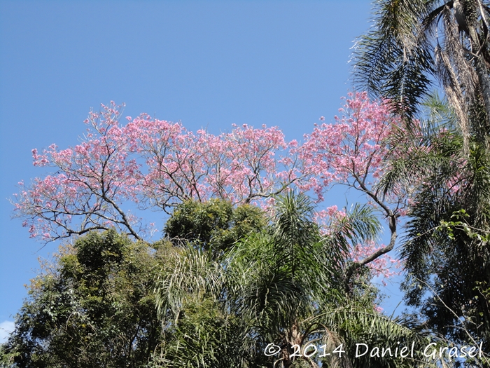 Handroanthus heptaphyllus