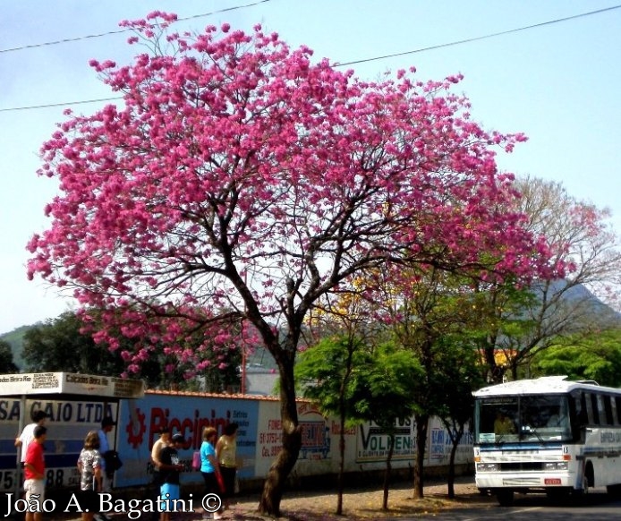 Handroanthus heptaphyllus