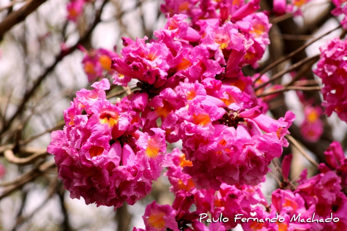 Handroanthus heptaphyllus