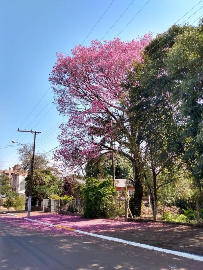 Handroanthus heptaphyllus