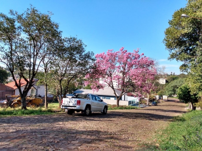 Handroanthus heptaphyllus