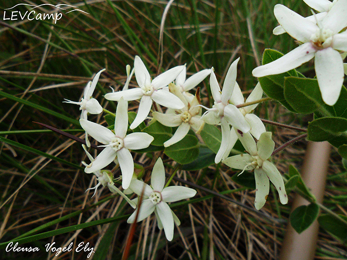 Oxypetalum erectum