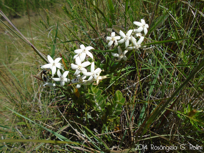 Oxypetalum erectum