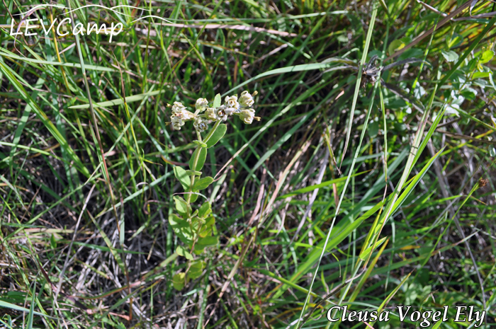 Oxypetalum capitatum