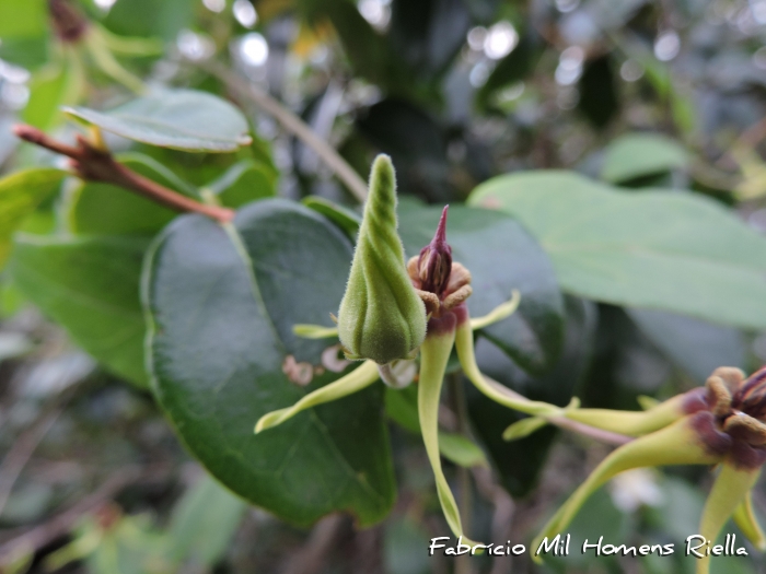 Oxypetalum banksii