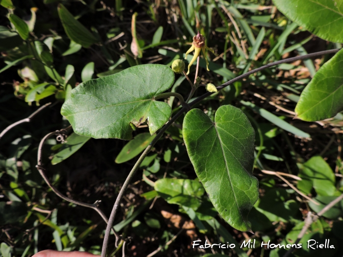 Oxypetalum banksii