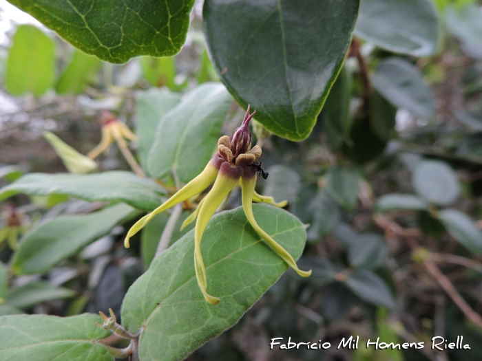 Oxypetalum banksii