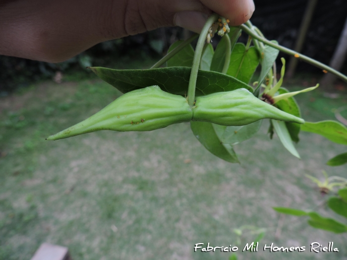 Oxypetalum banksii