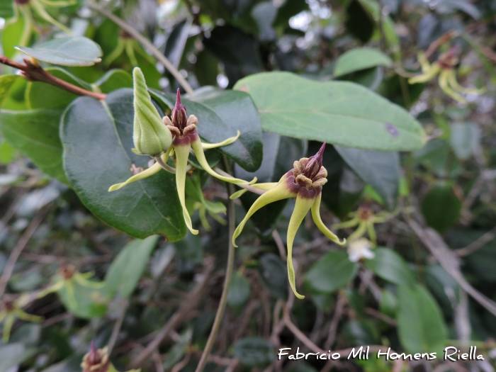 Oxypetalum banksii