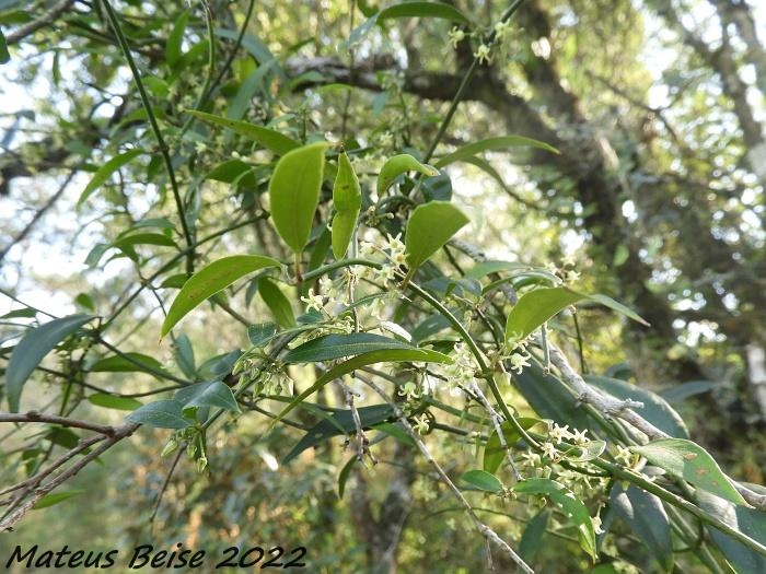 Orthosia urceolata