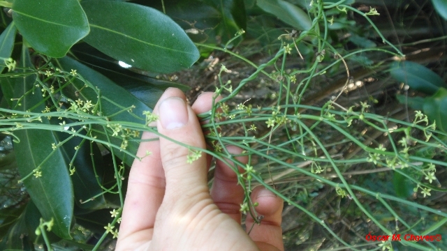 Orthosia scoparia