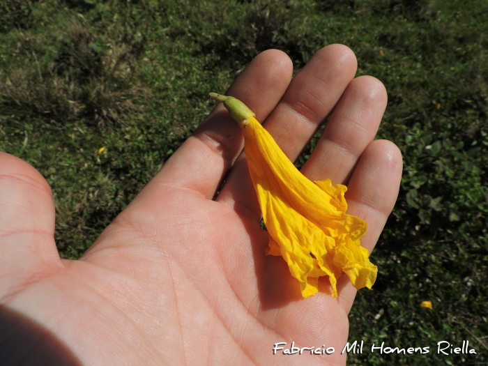 Handroanthus umbellatus