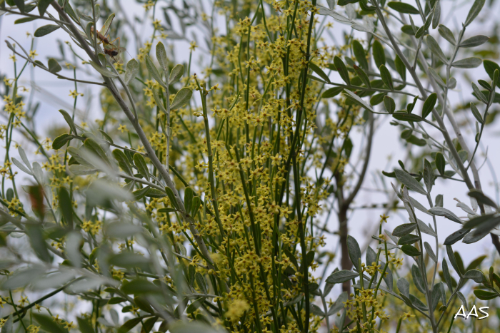 Orthosia scoparia
