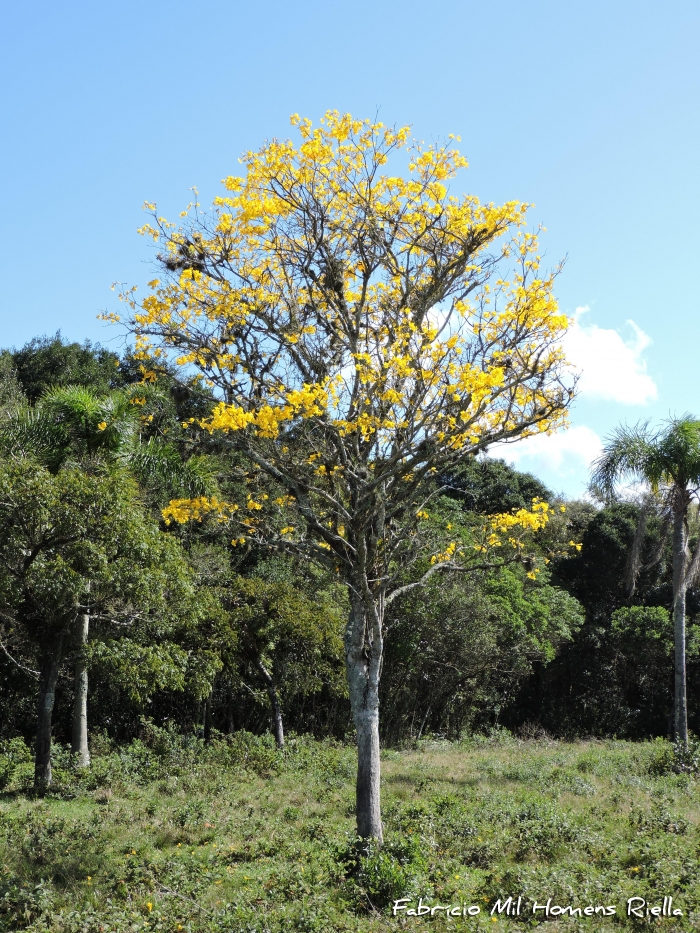 Handroanthus umbellatus