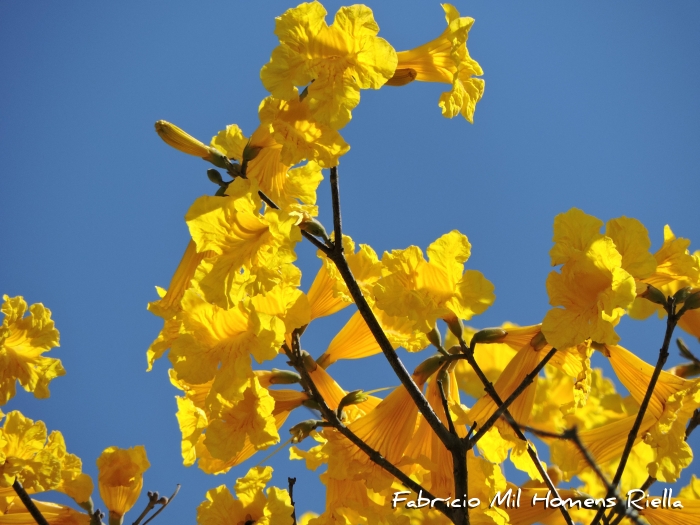 Handroanthus umbellatus