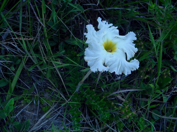 Mandevilla petraea