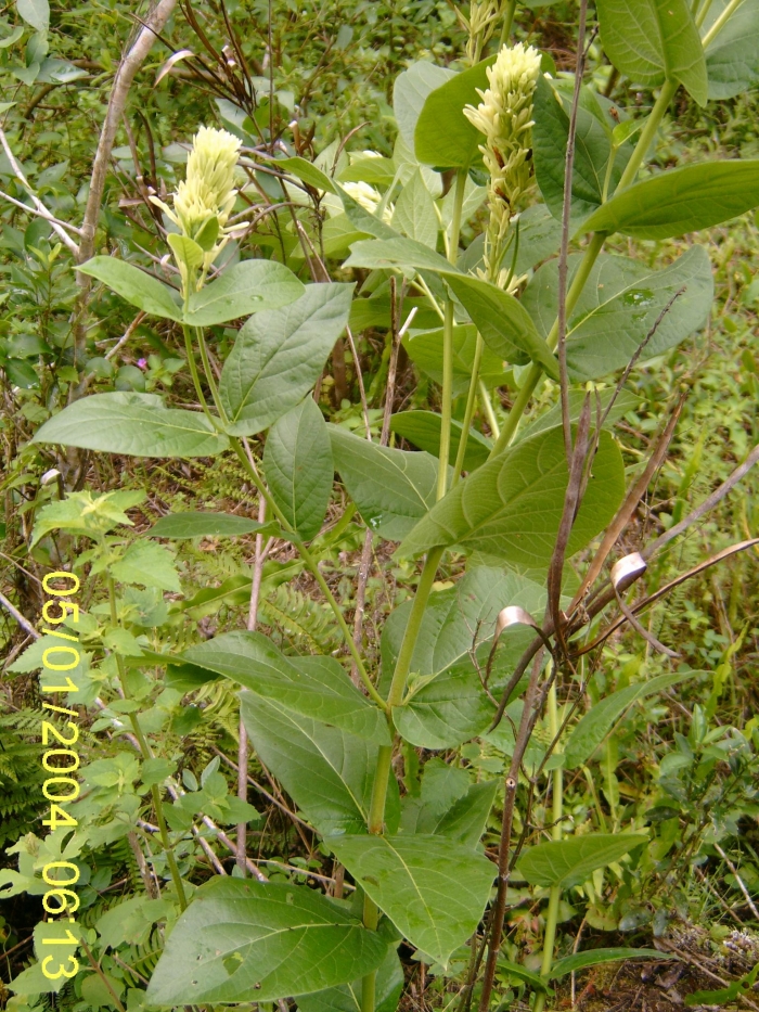 Mandevilla emarginata