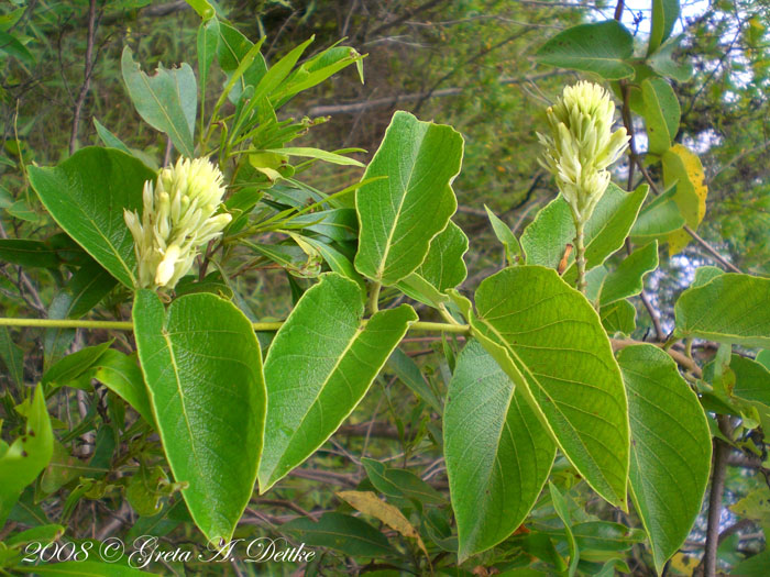 Mandevilla pentlandiana