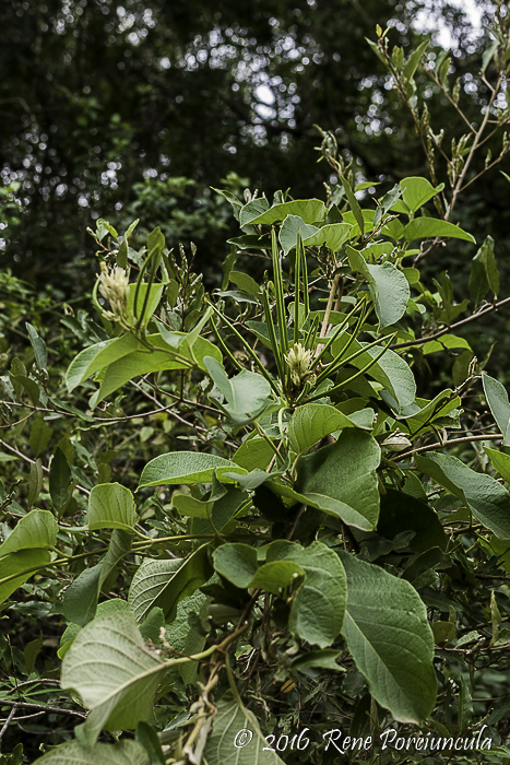 Mandevilla pentlandiana