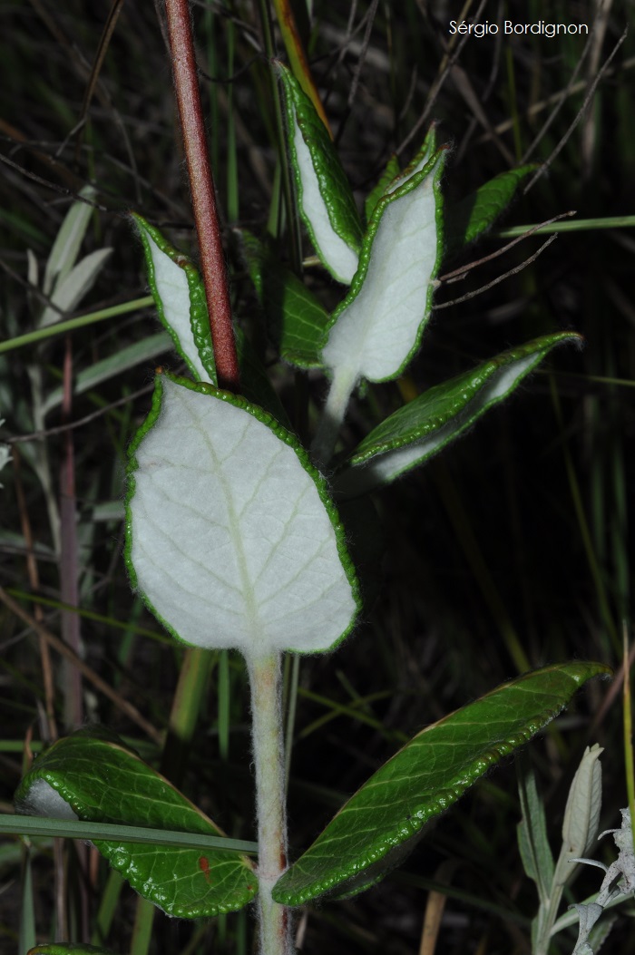 Mandevilla longiflora