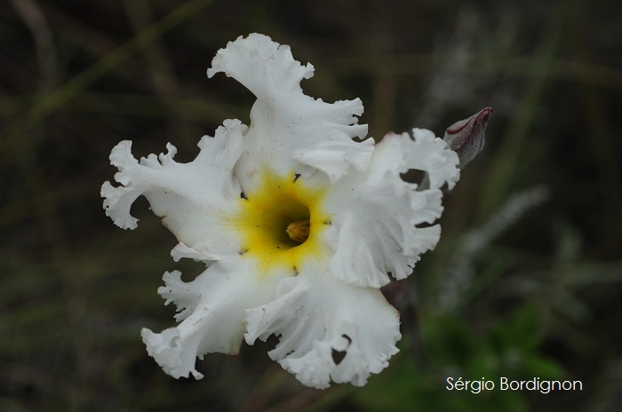 Mandevilla longiflora