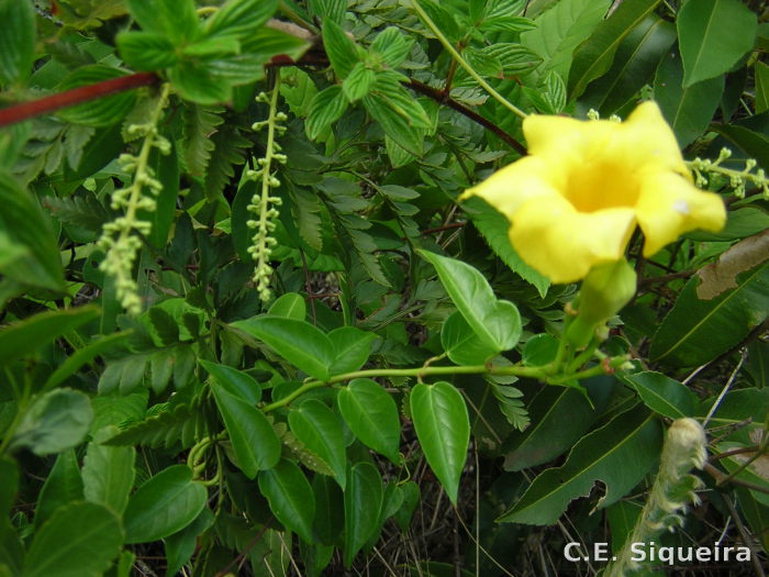 Mandevilla funiformis