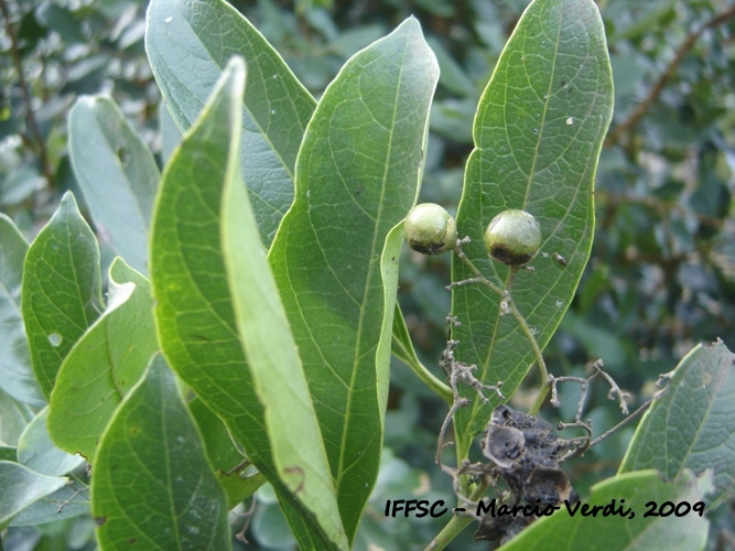 Cordia silvestris