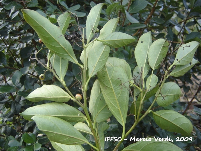 Cordia silvestris