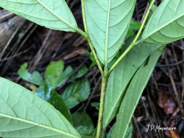 Cordia silvestris